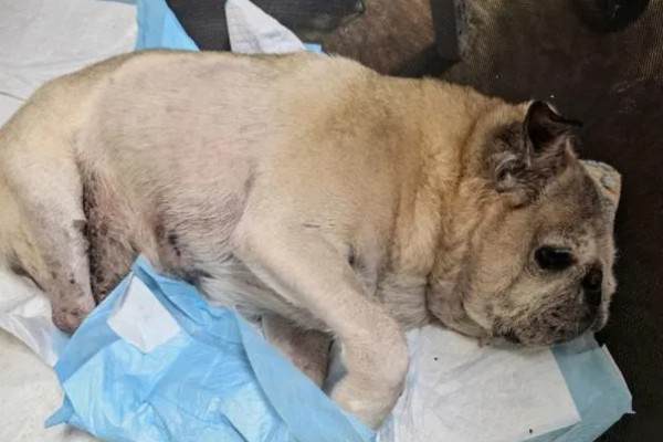 狗狗感染心丝虫的症状，慢性咳嗽是主要症状