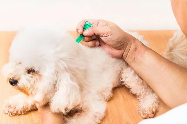 狗狗感染心丝虫的症状，慢性咳嗽是主要症状