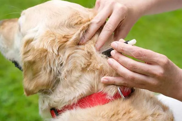 狗狗感染心丝虫的症状，慢性咳嗽是主要症状