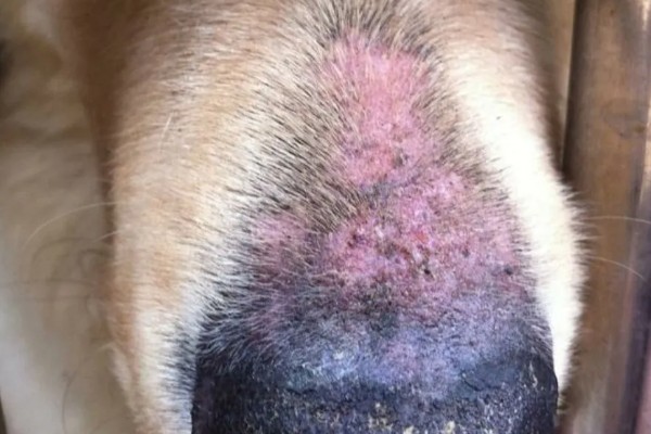 狗狗感染心丝虫的症状，慢性咳嗽是主要症状