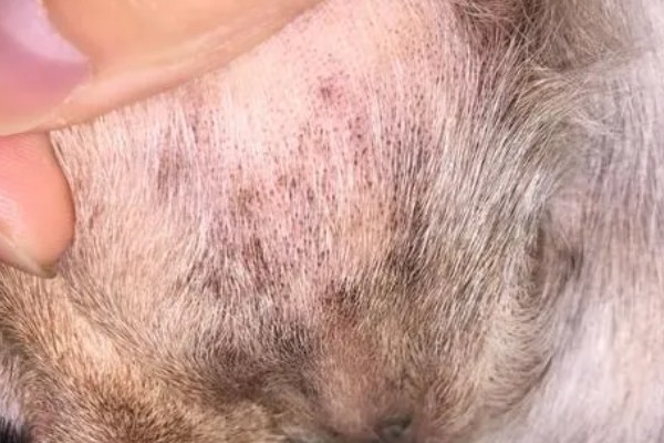 狗狗感染心丝虫的症状，慢性咳嗽是主要症状