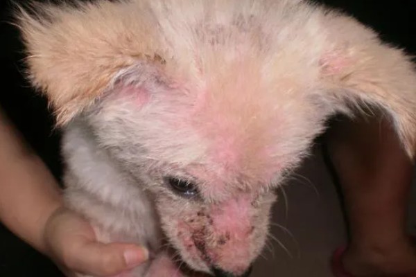 狗狗感染心丝虫的症状，慢性咳嗽是主要症状