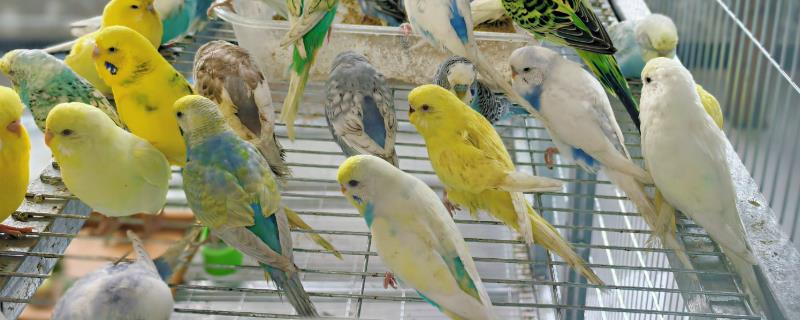 虎皮鹦鹉为什么会炸毛，可能是在整理羽毛或为休息做准备