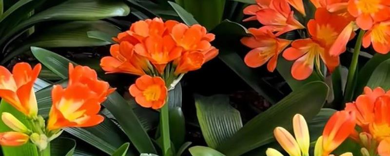 君子兰缺水怎么判断，花盆重量很轻代表水分已经蒸发