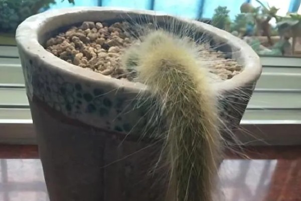 一根猴尾柱能不能爆盆，做好水肥供应等工作可以爆盆