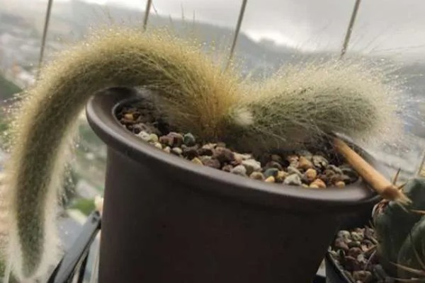 一根猴尾柱能不能爆盆，做好水肥供应等工作可以爆盆