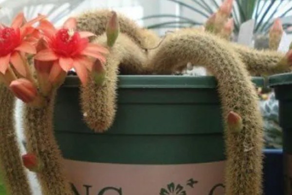 一根猴尾柱能不能爆盆，做好水肥供应等工作可以爆盆