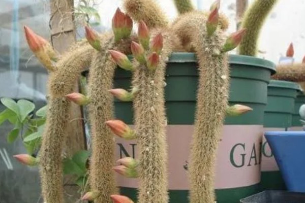 一根猴尾柱能不能爆盆，做好水肥供应等工作可以爆盆