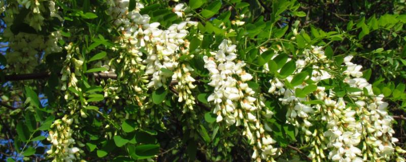 刺槐是哪种植物，是常见的一种槐树