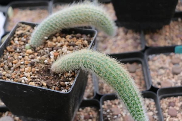 一根猴尾柱能不能爆盆，做好水肥供应等工作可以爆盆