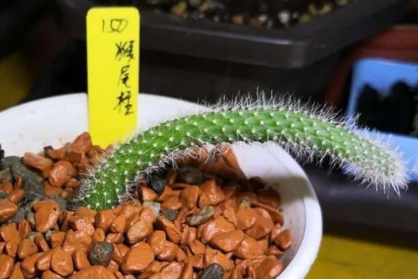 一根猴尾柱能不能爆盆，做好水肥供应等工作可以爆盆