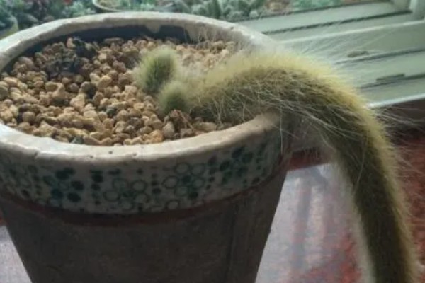 一根猴尾柱能不能爆盆，做好水肥供应等工作可以爆盆