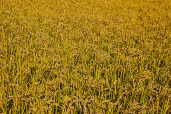 水稻的亩产量，高产田能达到1000-1200斤左右