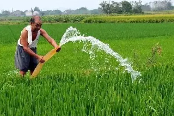 水稻的亩产量，高产田能达到1000-1200斤左右