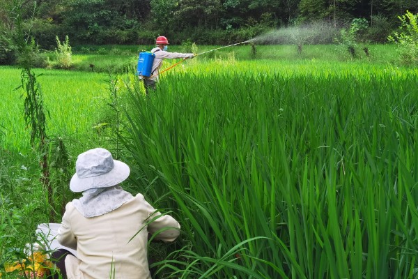 水稻的亩产量，高产田能达到1000-1200斤左右