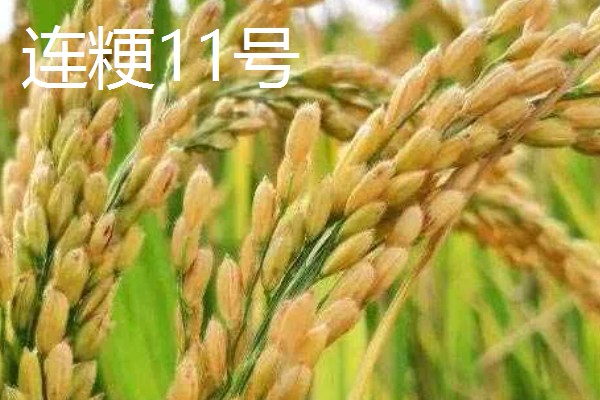 水稻的亩产量，高产田能达到1000-1200斤左右