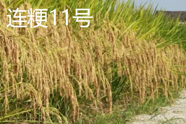 水稻的亩产量，高产田能达到1000-1200斤左右