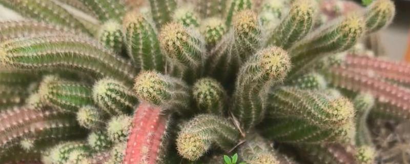 怎么养仙人指，生长温度稳定在18-25℃