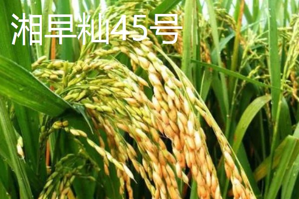 水稻的亩产量，高产田能达到1000-1200斤左右