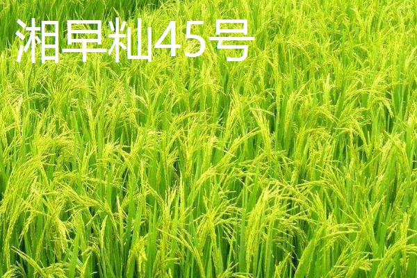 水稻的亩产量，高产田能达到1000-1200斤左右