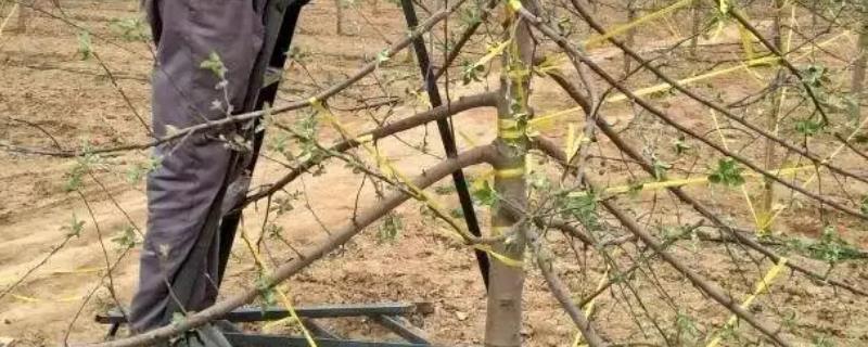秋季果树如何拉枝，宜在夏末秋初进行