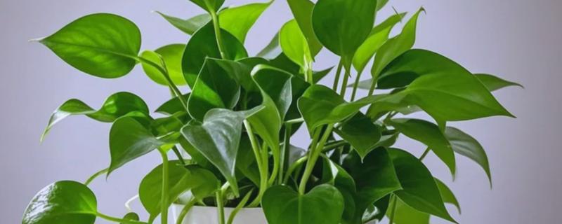 绿萝叶子掉了还可以长吗，不会再从原来的位置上长出