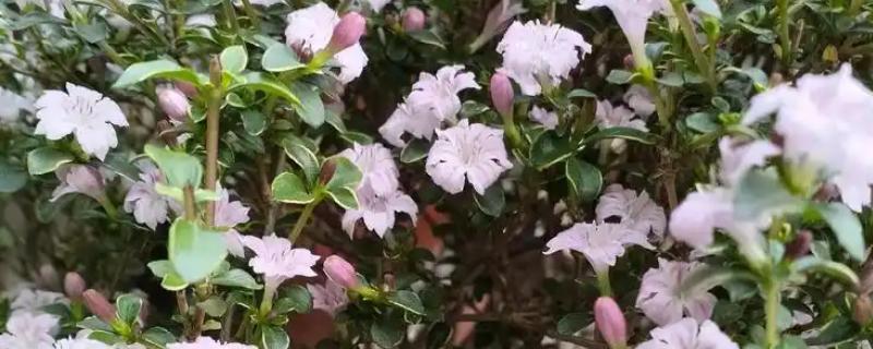 云南有哪些有名的盆景，六月雪、榆树、九里香等品种广为人知