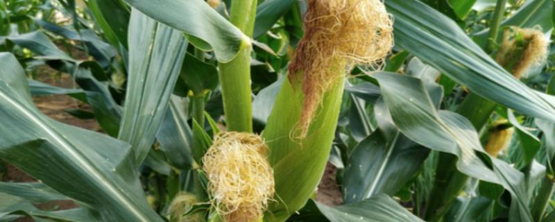 襄玉909玉米种子简介，生育期101.4天