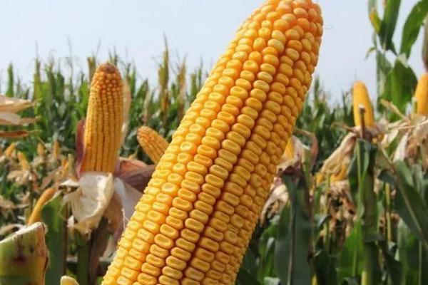 鱼凫丰赞玉米品种简介，夏播平均生育期101.0天