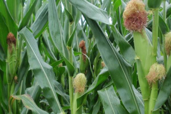 晋博玉515玉米种子特点,中抗丝黑穗病