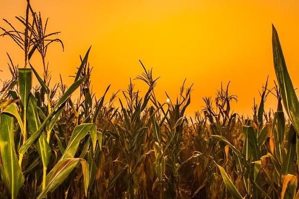 天佑335玉米种子特征特性，适宜播期为6月10日～20日