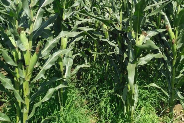 晋博玉515玉米种子特点,中抗丝黑穗病