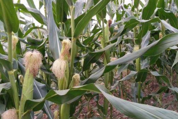 TH018玉米种子特点,中抗茎腐病