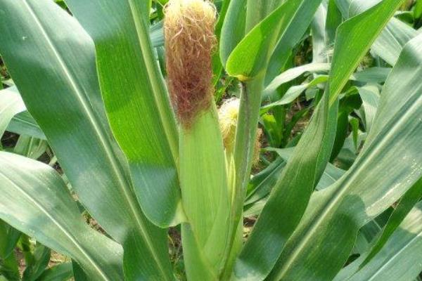 皓育518玉米品种简介,中抗禾谷镰孢茎腐病
