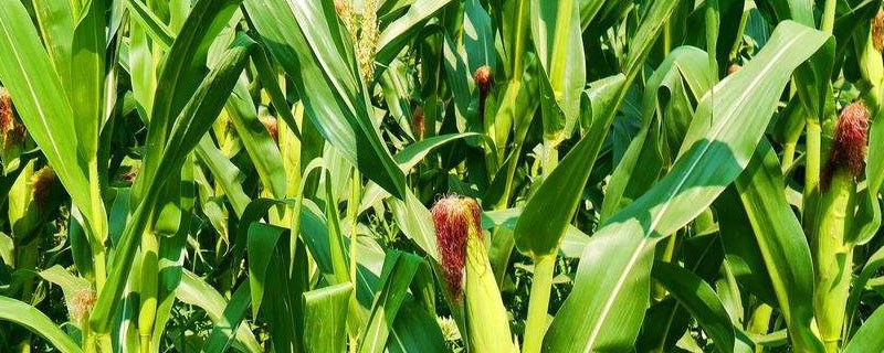 鸿谷1703玉米品种的特性，中抗茎腐病