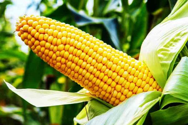 CG968玉米种子特征特性，出苗至成熟118天
