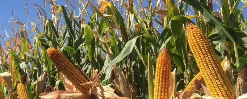 CG968玉米种子特征特性，出苗至成熟118天