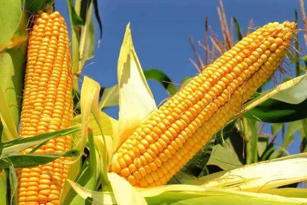 CG968玉米种子特征特性，出苗至成熟118天