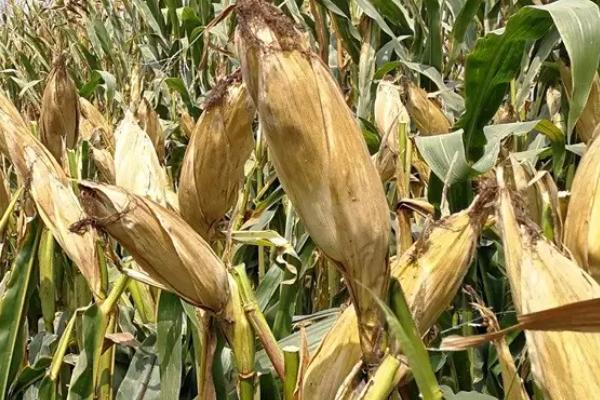 TH018玉米种子特点,中抗茎腐病