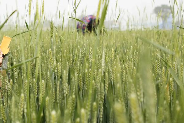 黔13夏245小麦种子特征特性，在中等及以上土壤肥力条件下