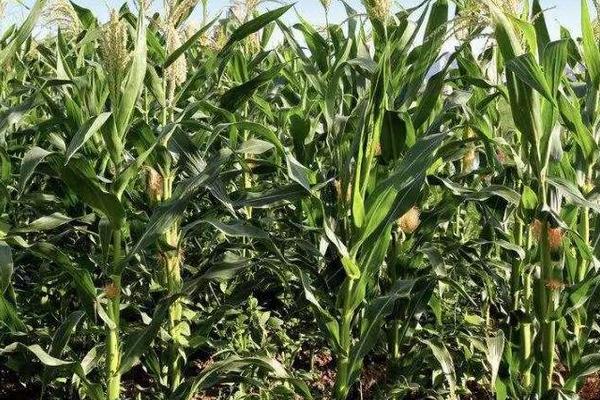 晋博玉515玉米种子特点,中抗丝黑穗病