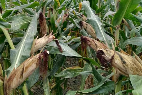 鸿谷1703玉米品种的特性，中抗茎腐病