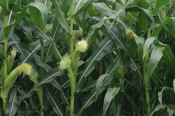 众星66玉米种子特点，适宜播期4月中下旬至5月上旬