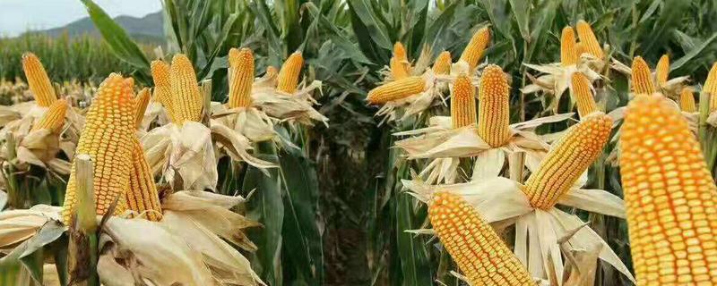 浙糯2120玉米种子特征特性，3月中旬-4月中旬播种