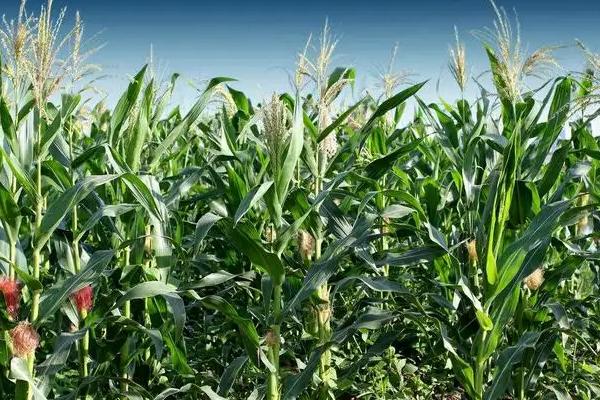 鱼凫丰赞玉米品种简介，夏播平均生育期101.0天