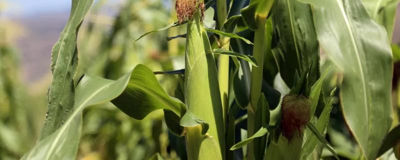 众星66玉米种子特点，适宜播期4月中下旬至5月上旬