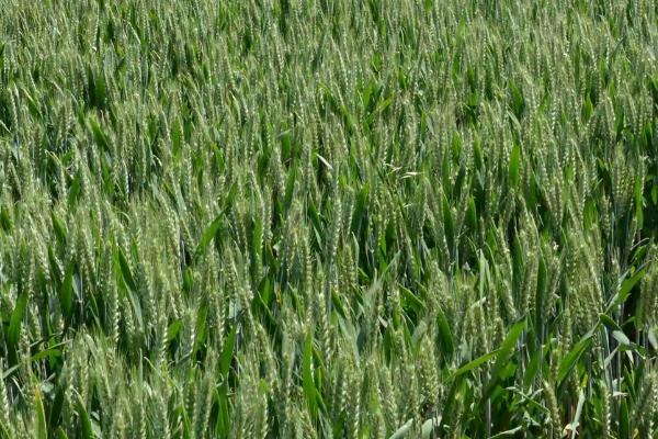 黔13夏245小麦种子特征特性，在中等及以上土壤肥力条件下