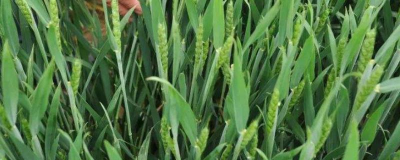 科麦558小麦种子特征特性，生育期197.8天