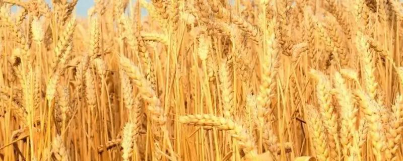 黔13夏245小麦种子特征特性，在中等及以上土壤肥力条件下