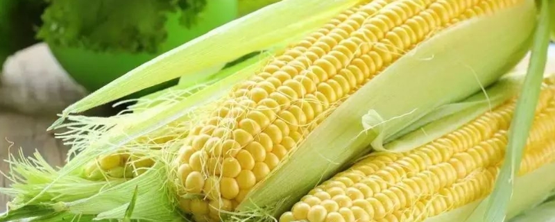 KH9818玉米种子简介，出苗至成熟122天